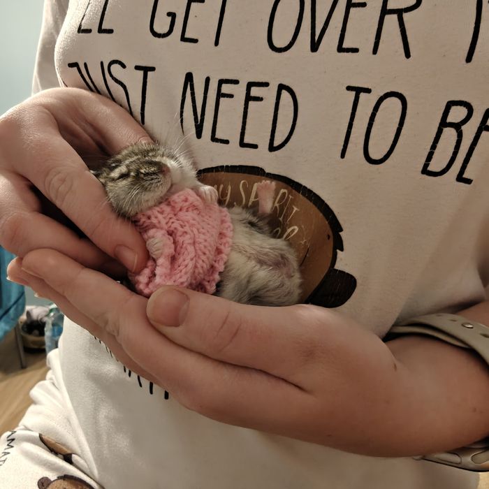 Happy chomik. Zestaw 3