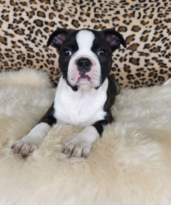 Boston Terrier śliczna sunia.