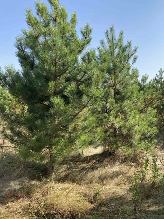 Продаж розплідника рослин (питомник) 12га землі Бориспіль земельна ділянка