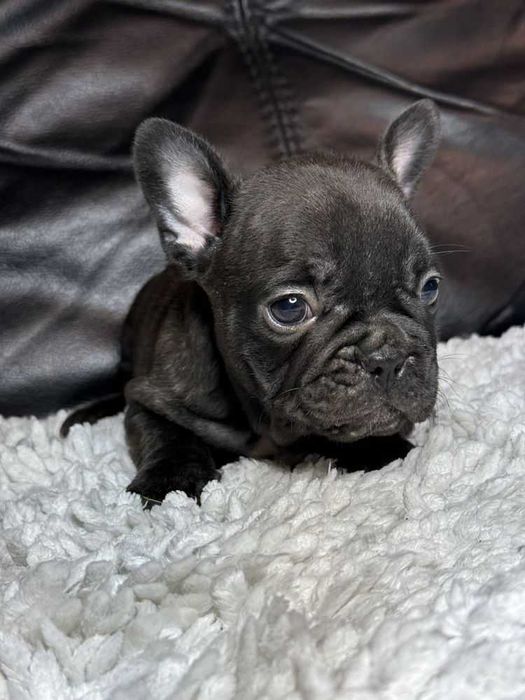 Малюки французского бульдога з документами