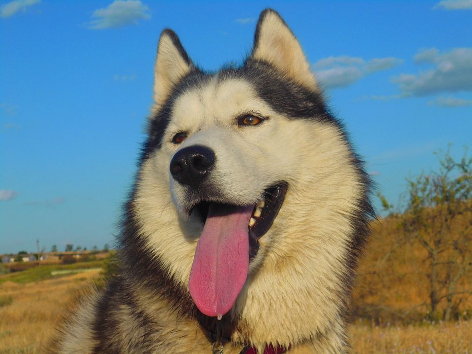 Кобель хаски ищет подругу