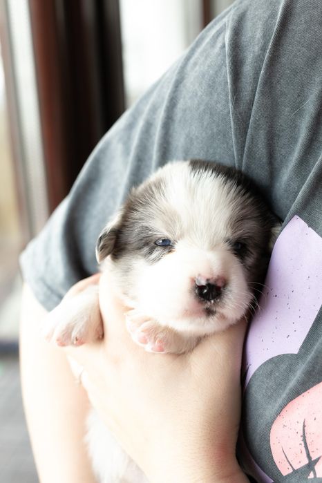 Коргі кардиган