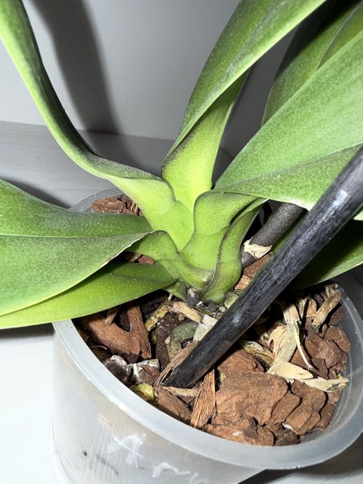 Орхідея Arwen, сортова орхідея, уцінка.