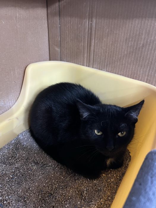 Młodziutka kicia Basia