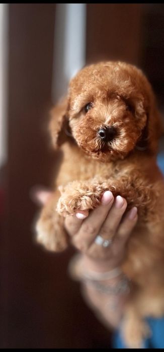 Aprikotowy pudelek miniatura