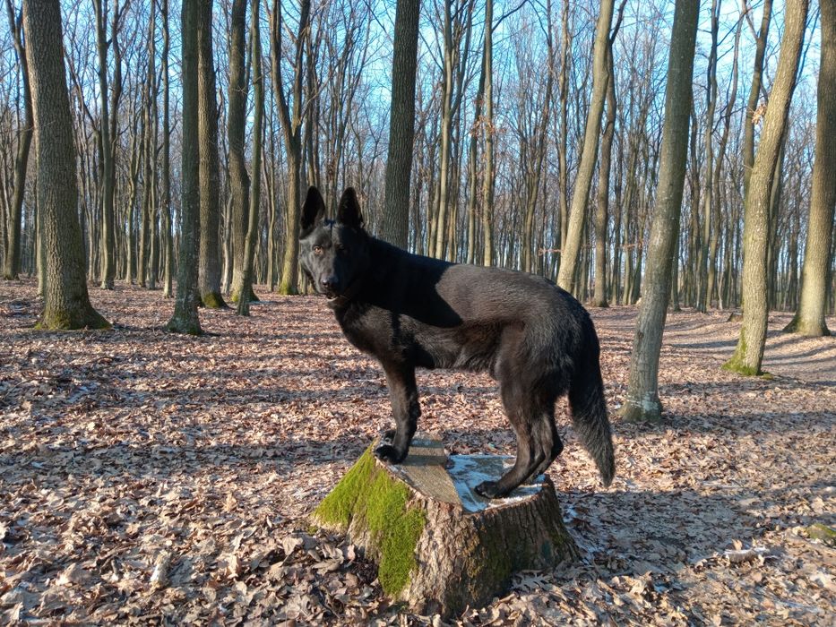 Німецька вівчарка, кобель для в'язки