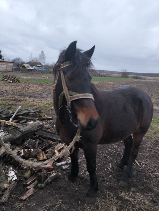 Продаєця кобила  13 років.