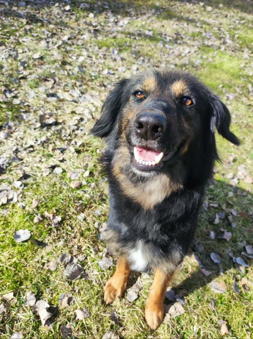 Aza młoda przyjazna suczka szuka domu