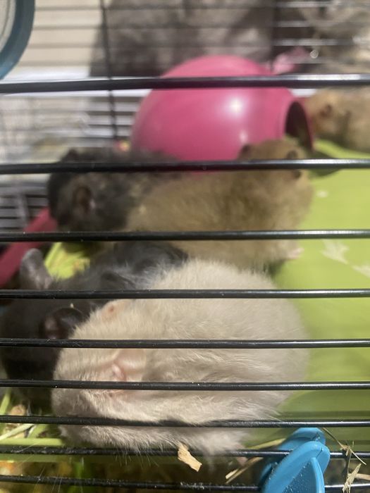 Vendo gaiola com 14 hamsters