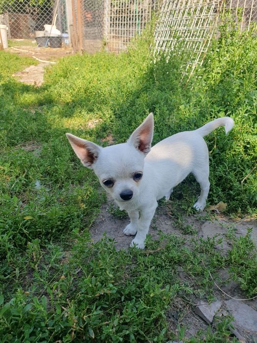 Мальчик чихуахуа гладкошерстный