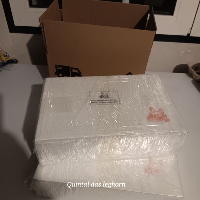 Leghorn Brawn,Isabela, White e Azur