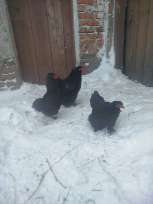 Кури карликовий кокенхін