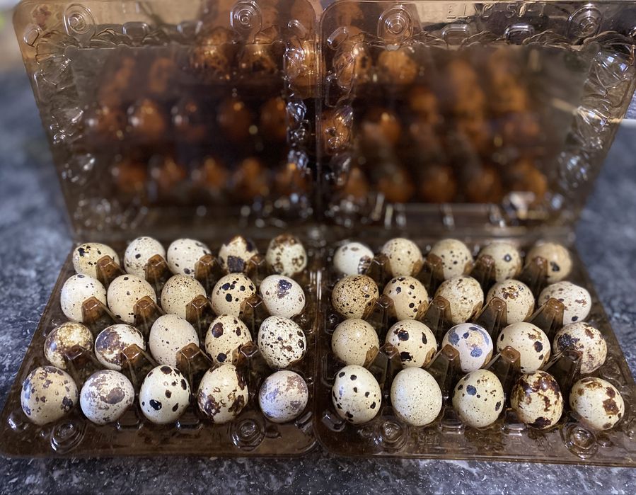 Ія перепелів(яйця інкубація)