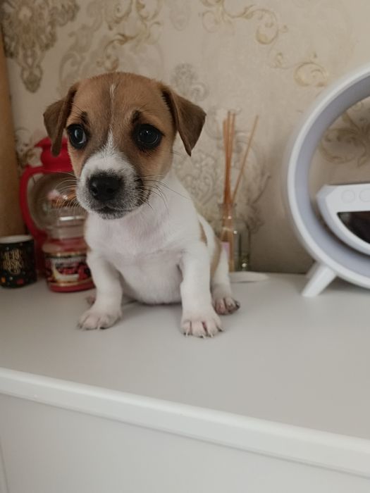 Самые коротколапые Джеки