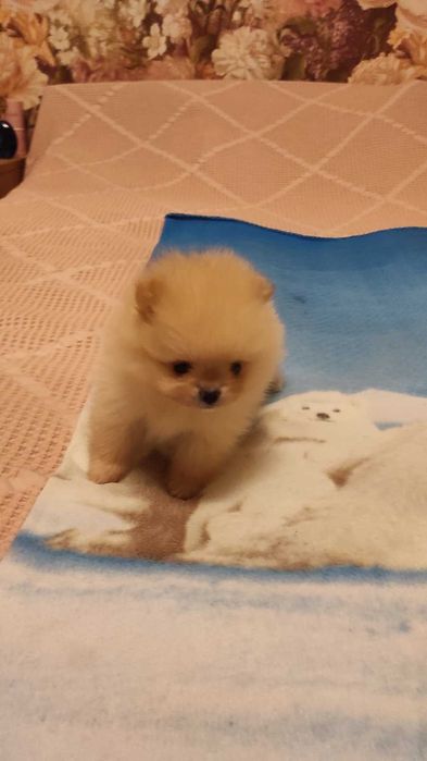 Малыши померанского шпица, под бронь