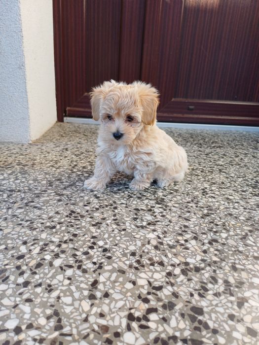 Maltipoo  sunia maluda.