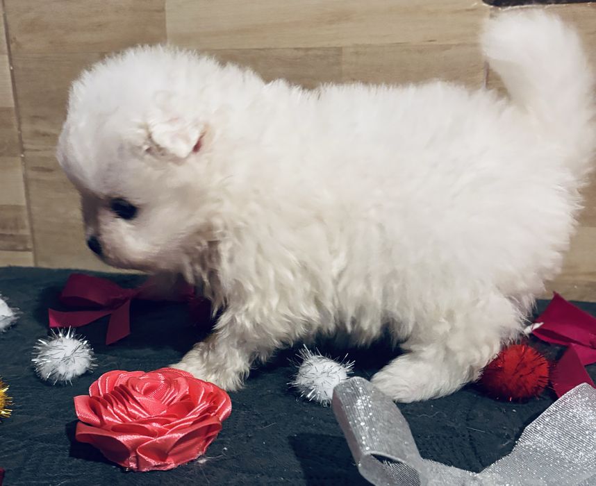 Spitz .anao .lulu da pomerania femea