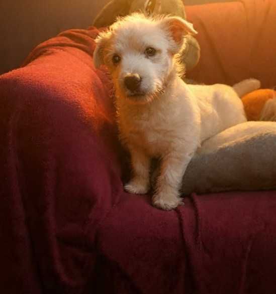 West Highland White terrier chłopiec