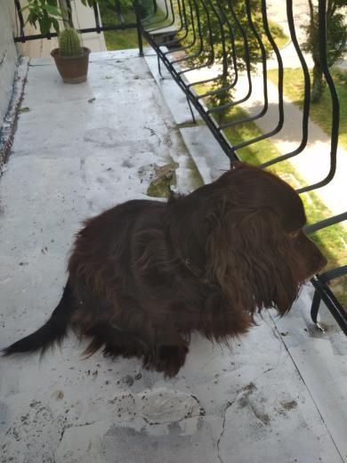 Віддається у добрі руки спаніель.