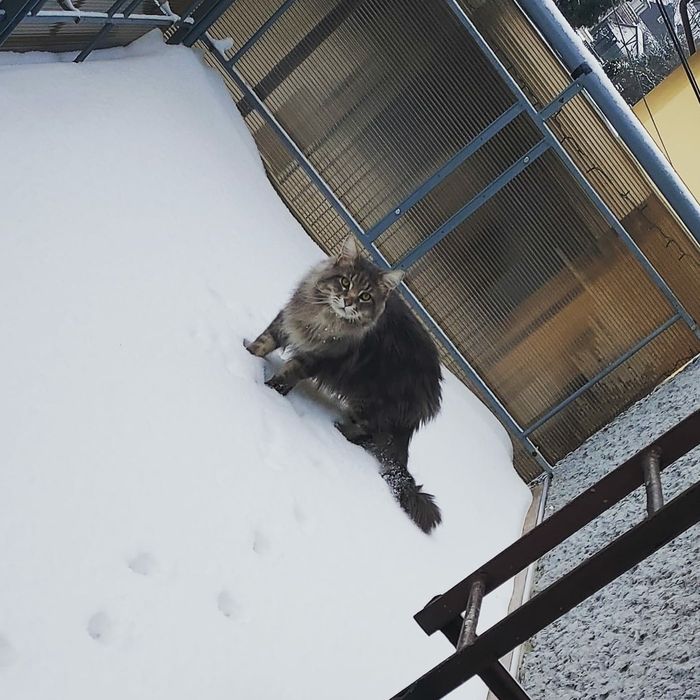 Reproduktor Maine Coon