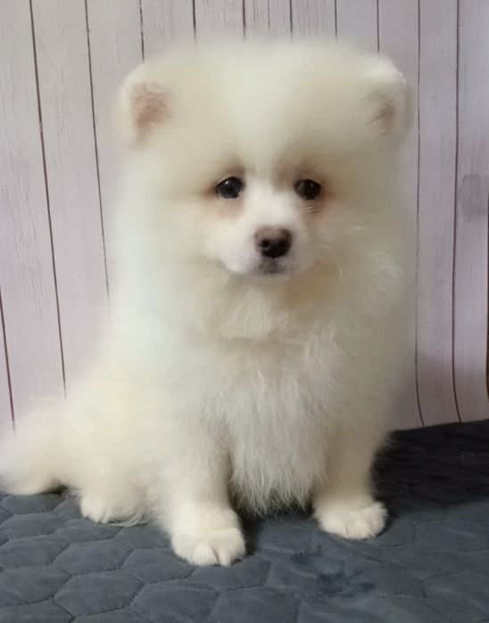 Кремово-білий хлопчик