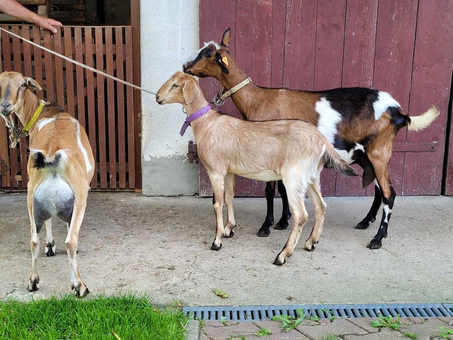 Kozioł cap anglonubijski 100% do krycia