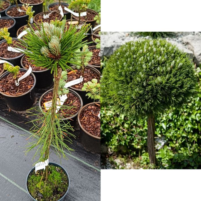 Сосни, ялини, ялиці