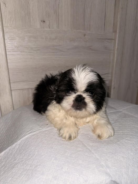 Sprzedam pieska shih tzu