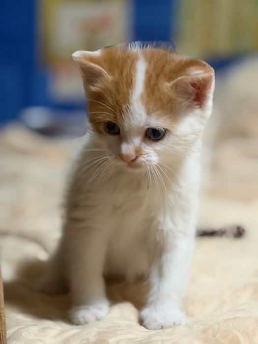 котики тварини  кошенята