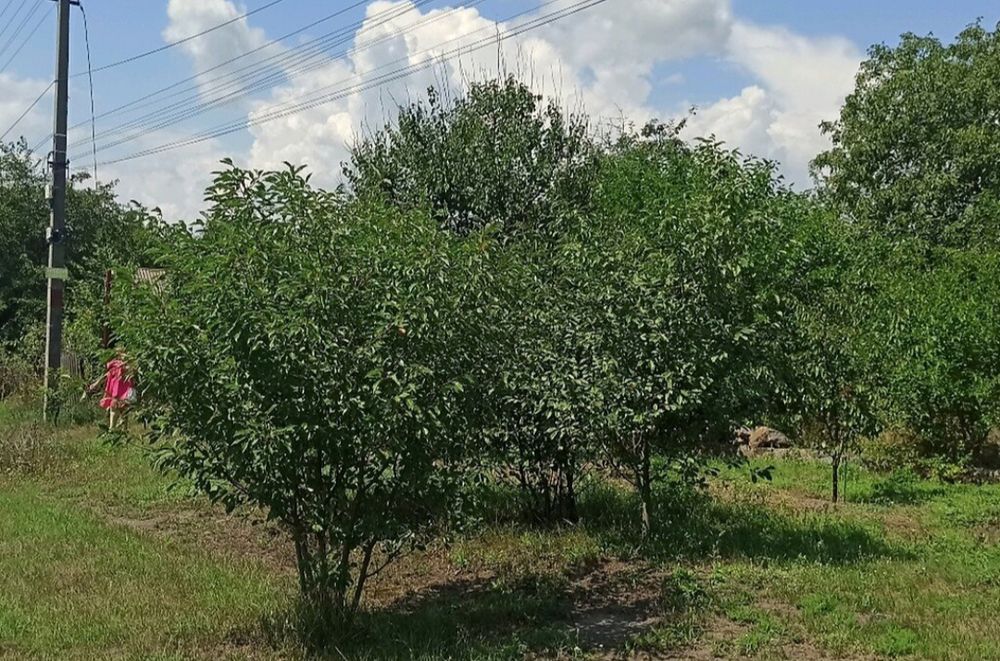 Продам земельну ділянку в с. Блошенці
