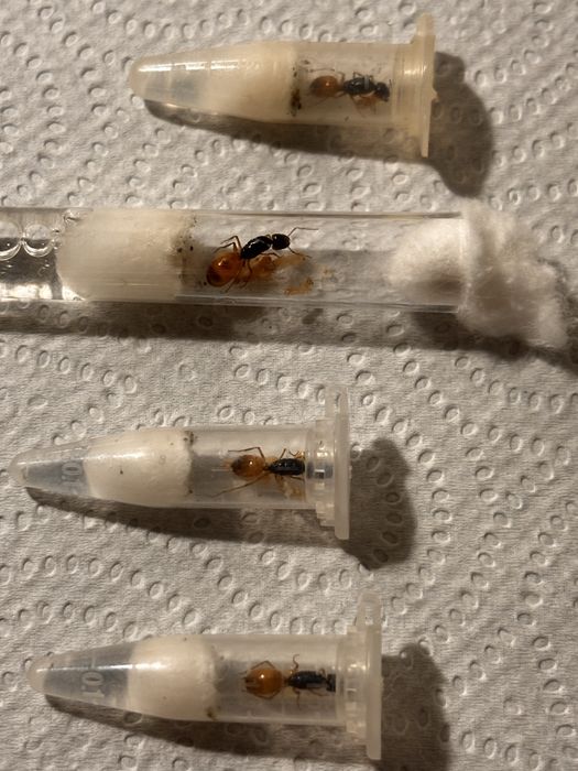 Camponotau fedtshenkoi mrówki dla początkujączych