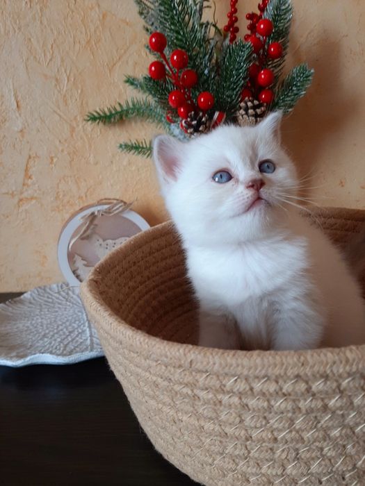 Шотландская кошечка