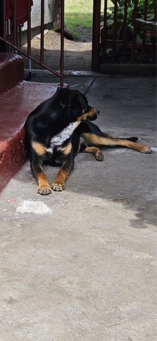 Oddam Psa w dobre ręce