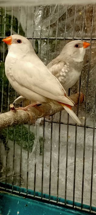 Amadyna diamentowa. Para lęgowa amadyn.
