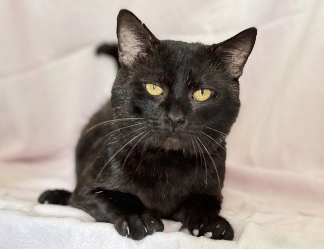 Czino do adopcji!