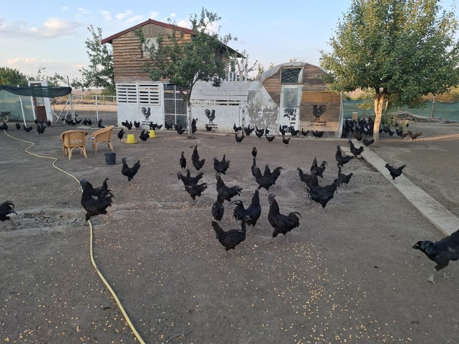 Куры породы Аям Цемани Черного Цвета