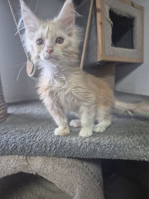 Śliczny kocurek Maine coon