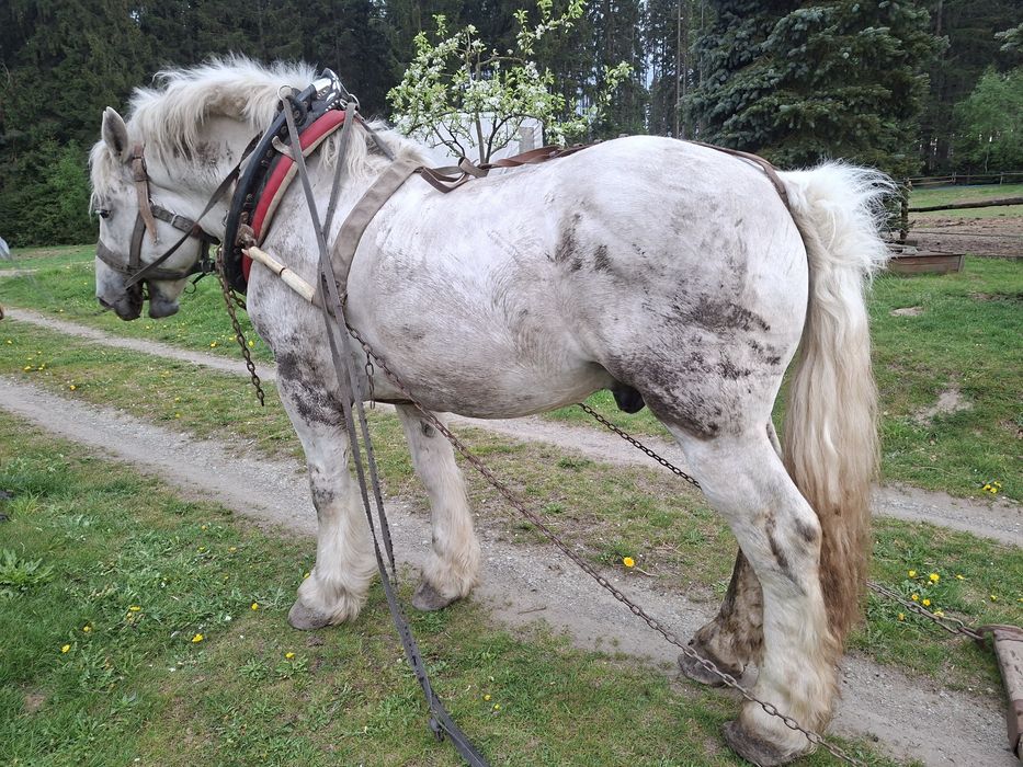 Sprzedam wałacha zimnokrwistego