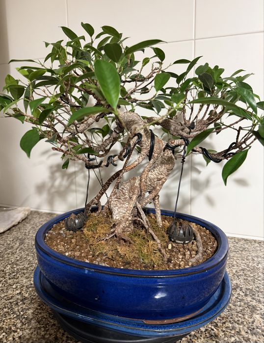 Bonsai Ficus + adobu Japonês+ medidor TDS