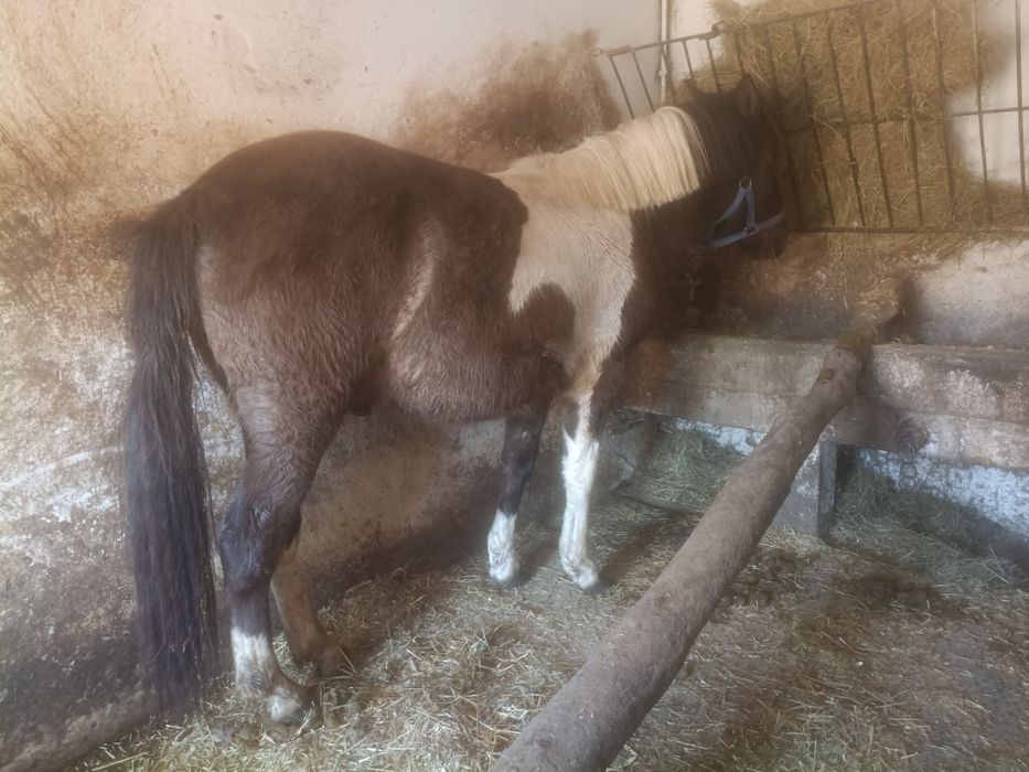 Koń hucuł klacz wałach