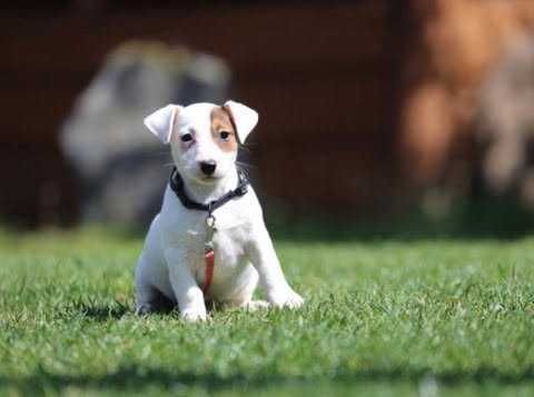 Jack Russel Terrier szczeniak