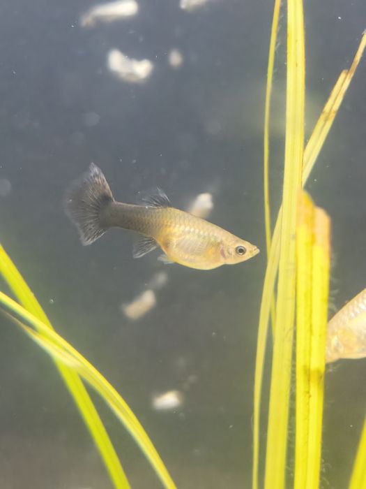 vendo guppys surtidos