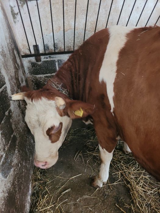 Krowa mleczna simental cielna na marca