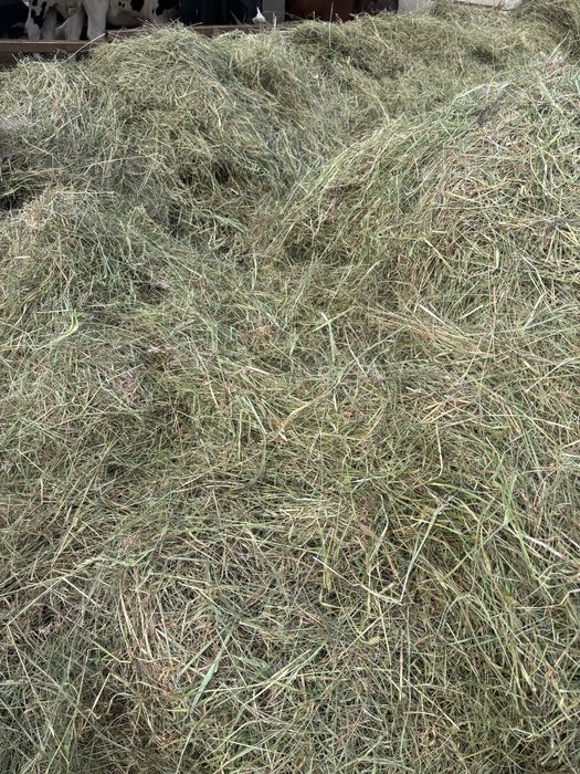 Siano baloty, bele 125cm 2025r