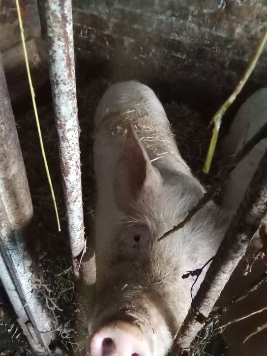 Продам свиню. Їсть усе.