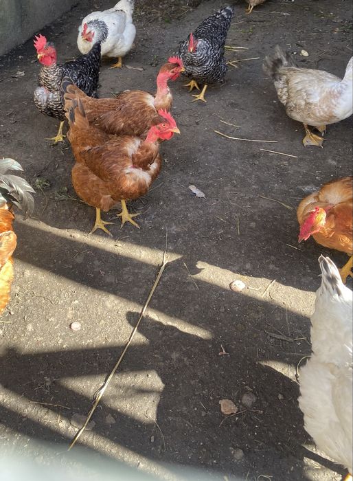 Ovos caseiros frescos