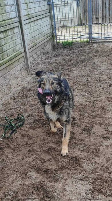 Zwariowny Ogi czeka w schronisku, może na Ciebie?