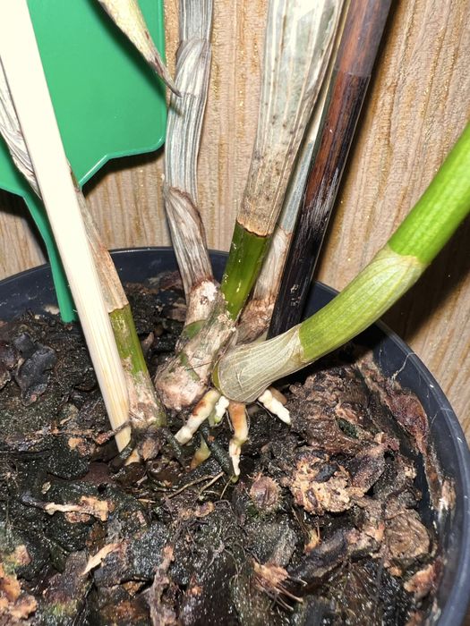 Орхидея. Дендробиум Dragon King.