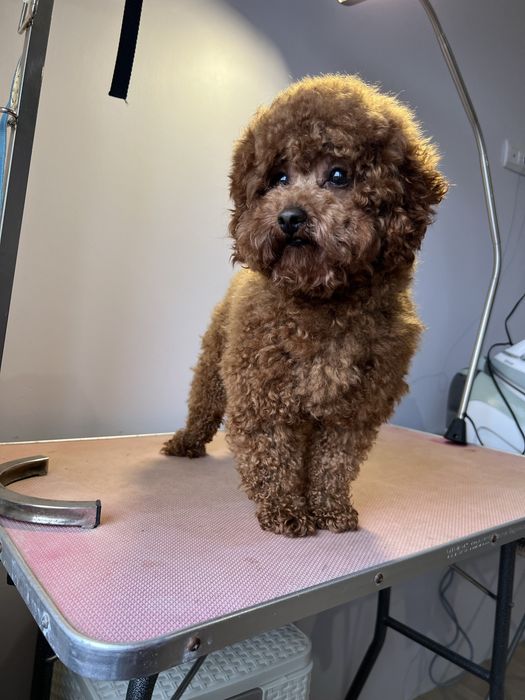 Той пудель шукає наречену