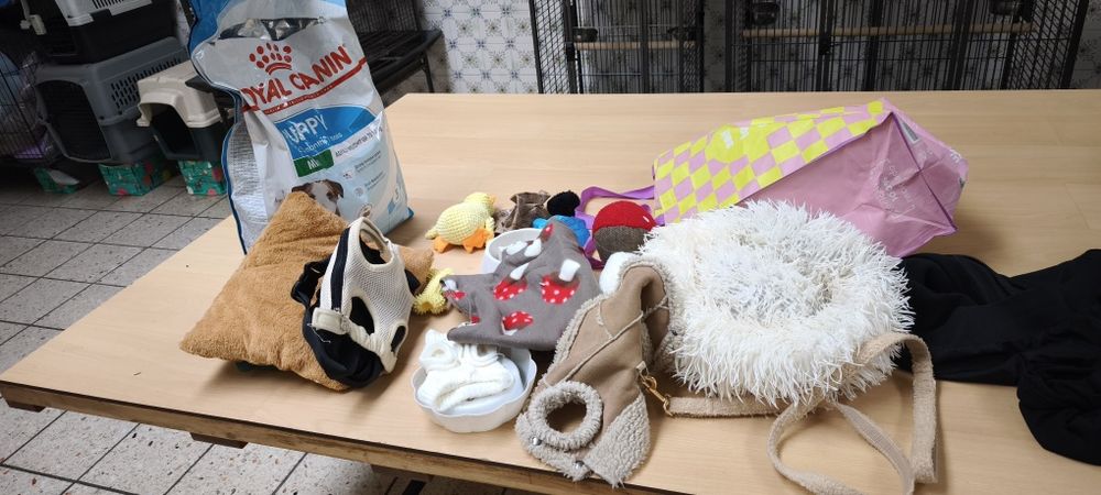 Pinscher pincher chocolate miniatura criado em ambiente familiar dispo